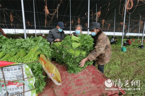 為民解難題 空港新城打通農產品銷路，助力農業種植新發展