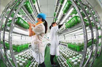 漫談｜各司其職完善產業鏈，讓農民種上放心田——水產養殖篇