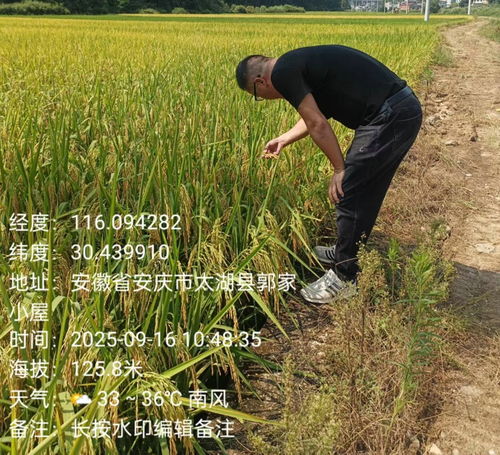 天華鎮植保行動 科技護航，糧食豐產之路