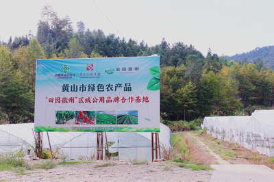 祁門縣 茶香滿山，特色農(nóng)業(yè)繪就鄉(xiāng)村振興新畫卷